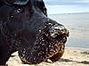 Great Dane + Mini-image-556024990.jpg