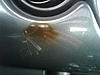 Did my dash in carbon fiber.-img00110.jpg