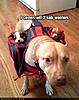 Show pics of your subwoofer install!-funny-dog-pictures-sub-woofers.jpg