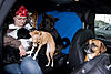 Will THAT fit in a Clubman?-yakima-agility-1-of-1-.jpg