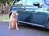 OFFICIAL Show us your Dogs in your Clubman! Pics/stories welcome!-sadie-905em.jpg