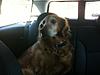 OFFICIAL Show us your Dogs in your Clubman! Pics/stories welcome!-sally-in-clubby.jpeg