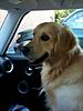 OFFICIAL Show us your Dogs in your Clubman! Pics/stories welcome!-samy-wants-to-drive.jpeg