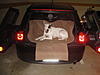 OFFICIAL Show us your Dogs in your Clubman! Pics/stories welcome!-img_2426.jpg