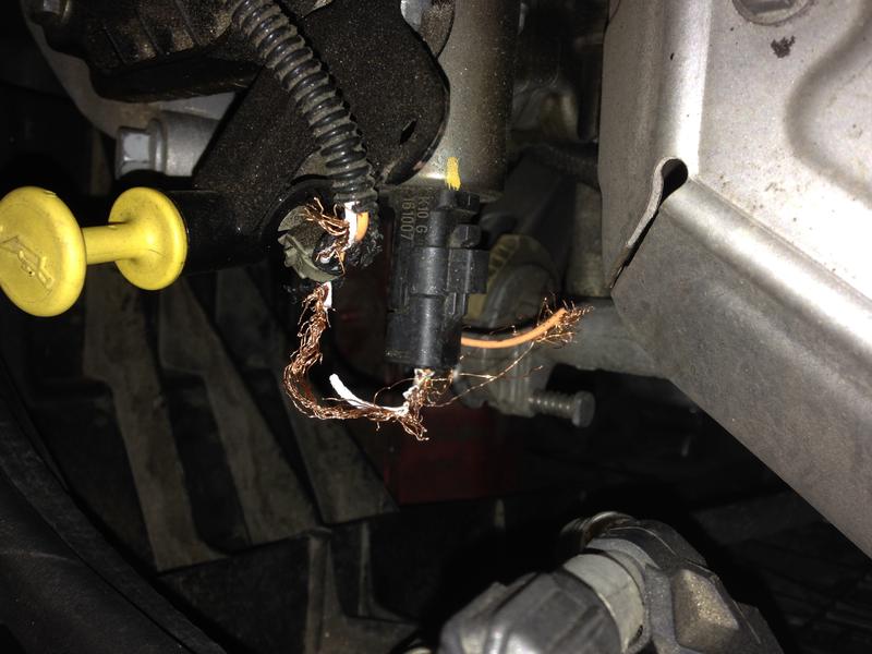 R56 2007 with rodent chewed wiring - North American Motoring wire harness damage 